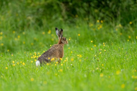 European hare (Lepus europaeus), Texel, province of North Holland, Netherlands