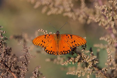 Orange-coloured butterfly of the genus Gulf fritillary on Artemisia annua, seen in Buenos Aires,