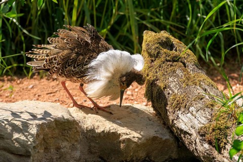 A bird interacting with a moss-covered tree in a sunny environment, Ruff (Calidris pugnax, Syn.: