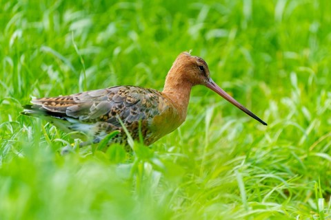 A bird with a long beak stands in the green grass, black-tailed godwit (Limosa limosa), France
