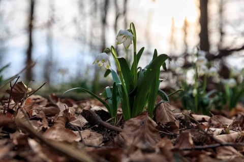 Spring knot flower (Leucojum vernum), spring snowflake on the forest floor, deciduous forest,