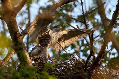 Arrival at the nest... Goshawk (Accipiter gentilis), male, tercel, flies in early in the morning in