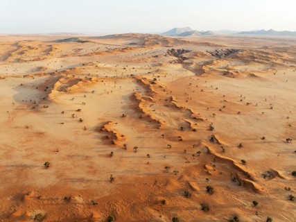 Sand dunes grown with camelthorn trees (Vachellia erioloba) in the Tsondab Valley in the Namib