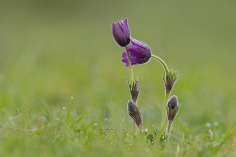 Pasqueflower (Pulsatilla vulgaris) purple flowers in grassland in spring, England, United Kingdom