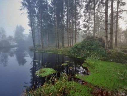 Ballmoos forest reserve, raised bog in the fog, Lieliwald, Lindenberg, Horben, Canton Lucerne,