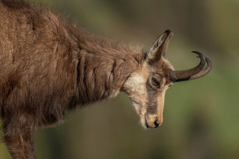 Chamois (Rupicapra rupicapra) during the spring moult. Hohneck, Vosges, Alsace, France