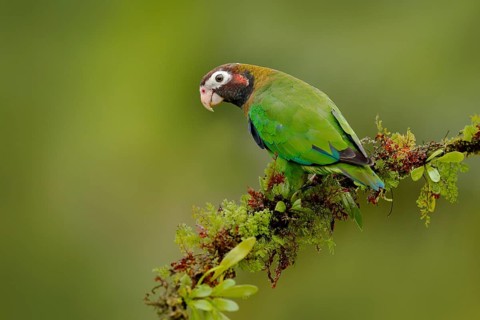 Parrot, Pionopsitta haematotis, Mexico, green parrot with brown head. Detail close-up portrait of