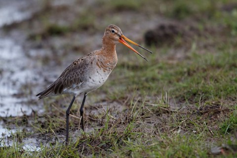 Black-tailed Godwit (Limosa limosa), Netherlands