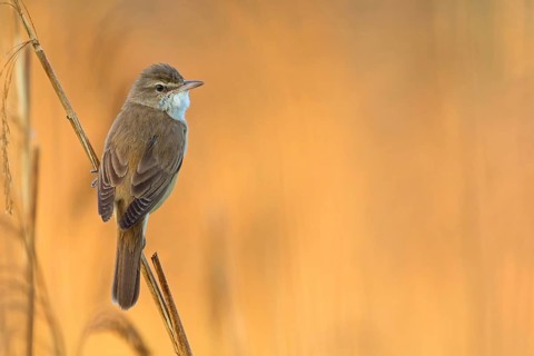Drosselrohrsänger, Great Reed Warbler, Great Reed-Warbler, Acrocephalus arundinaceus, Rousserolle