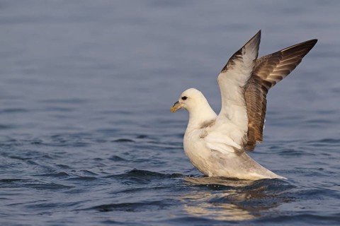 Northern Fulmar (Fulmarus glacialis), Iceland