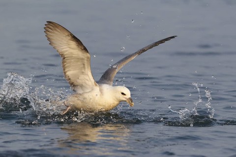 Northern Fulmar (Fulmarus glacialis), Iceland