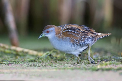 Baillon's Crake (Porzana pusilla palustris) foraging, Victoria, Australia