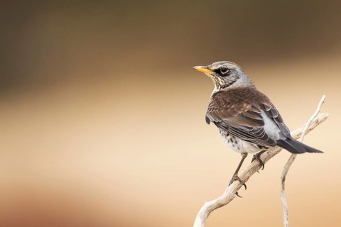 Fieldfare (Turdus pilaris) perched on a branch, Aragon, Spain