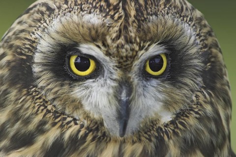 Short-eared Owl (Asio flammeus), Alberta, Canada