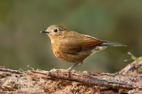 White-tailed Robin (Myiomela leucura) female, Bidoup National Park, Vietnam