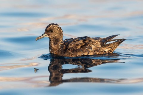 Sooty Shearwater (Ardenna grisea), Eilat, Israel