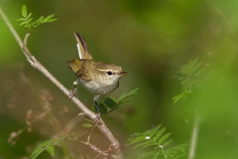 Greenish Warbler - Grünlaubsänger - Phylloscopus trochiloides