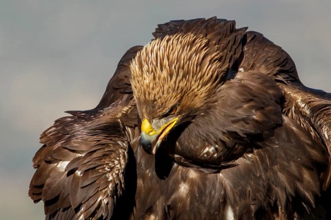 Golden Eagle (Aquila chrysaetos) immature, first winter plumage portrait, Castile and Leon, Spain