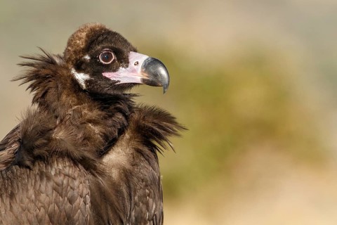 Cinereous Vulture (Aegypius monachus) portrait, Castile and Leon, Spain