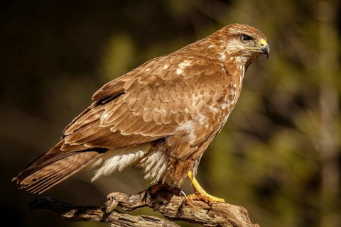 Common Buzzard (Buteo buteo), perched on a branch, Castile and Leon, Spain