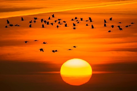 Common Crane (Grus grus) group flying, Lower Saxony, Germany