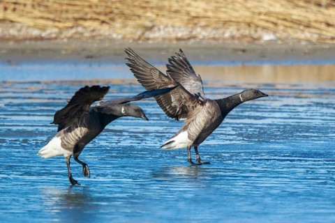 Brant Goose (Branta bernicla) landing, Netherlands