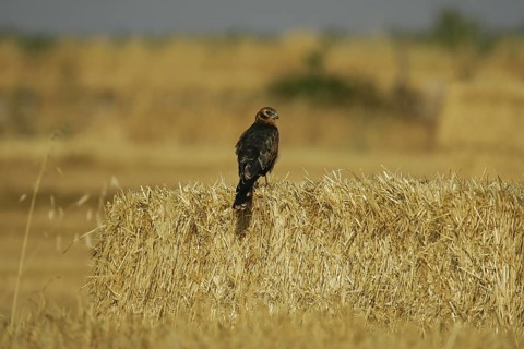 Montagu's Harrier (Circus pygargus) juveniles, Catalonia, Spain