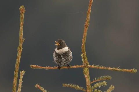 Ring Ouzel (Turdus torquatus) male singing, Bavaria, Germany