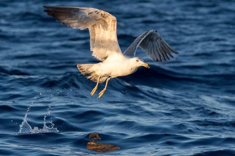 Yellow-legged Gull (Larus michahellis) flying, Ibiza, Spain