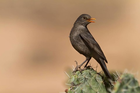Eurasian Blackbird - Amsel - Turdus merula ssp. mauretanicus, Morocco, adult female