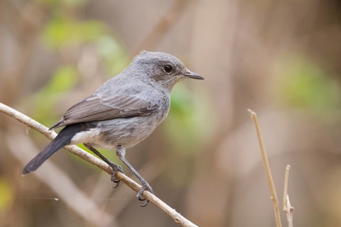 Blackstart - Schwarzschwanz - Cercomela melanura ssp. neumanni, Oman