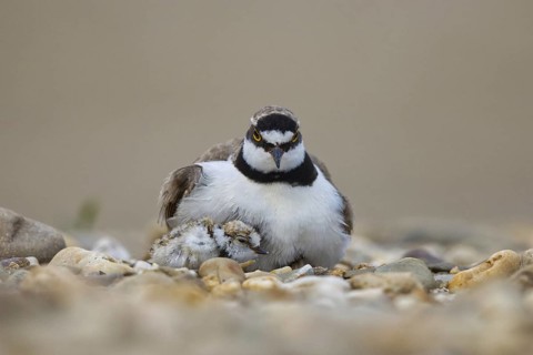 Little Ringed Plover (Charadrius dubius) with chick, North Rhine-Westphalia, Germany