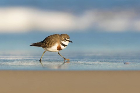 Double-banded Plover (Charadrius bicinctus) on beach, Victoria, Australia