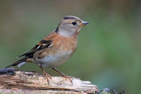 Brambling (Fringilla montifringilla) female perched on a branch, Lower Saxony, Germany