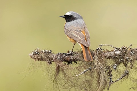 Common Redstart (Phoenicurus phoenicurus) male perched on a branch, Dalarna, Sweden