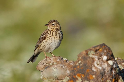 Tree Pipit (Anthus trivialis), Armenia
