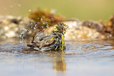 European Serin (Serinus serinus) male bathing at a waterhole, Alicante, Spain