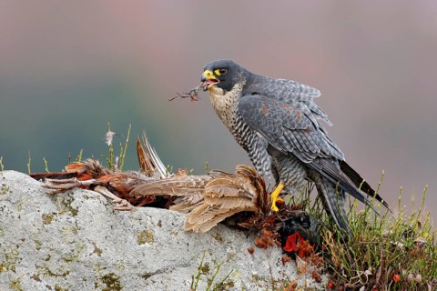 Widlife scene from nature, animal behaviour. Peregrine Falcon, Falco peregrinus, with kill Common