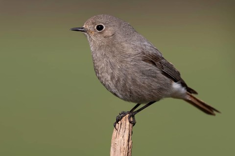 Black Redstart (Phoenicurus ochruros) female, Lower Saxony, Germany