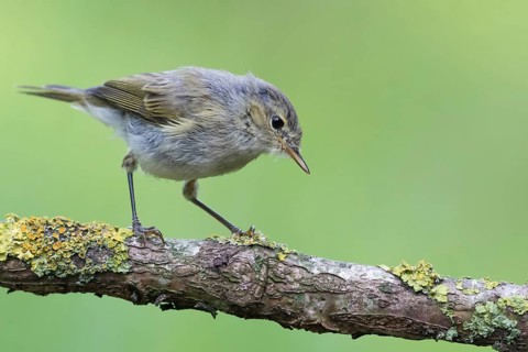 Common Chiffchaff (Phylloscopus collybita) perched on a branch, Lower Saxony, Germany