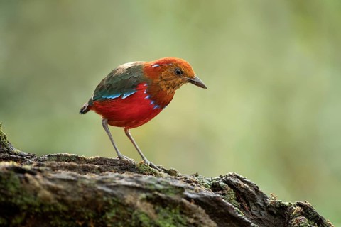 Blue-banded Pitta (Erythropitta arquata), Sabah, Malaysia