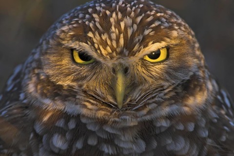 Burrowing Owl (Athene cunicularia), Florida, USA