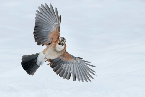 Eurasian Jay (Garrulus glandarius) flying, Lower Saxony, Germany