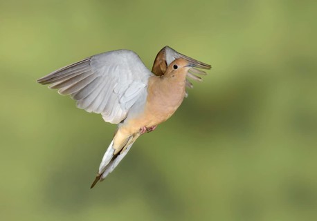 Mourning Dove (Zenaida macroura) flying, Texas, USA