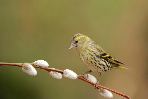 Eurasian Siskin (Spinus spinus) female, Lower Saxony, Germany