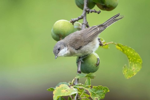 Lesser Whitethroat (Sylvia curruca) young bird in a plum tree, Mecklenburg-Western Pomerania,