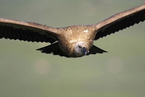 Griffon Vulture (Gyps fulvus) juvenile, Castile-La Mancha, Spain