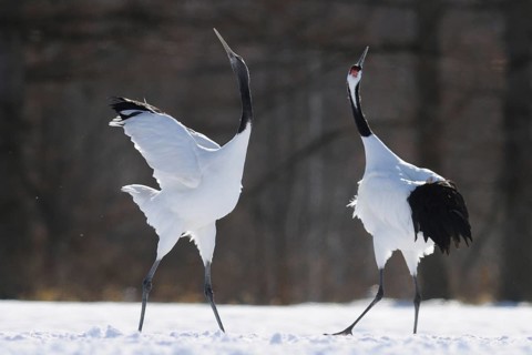 Red-crowned Crane (Grus japonensis) calling, Hokkaido, Japan