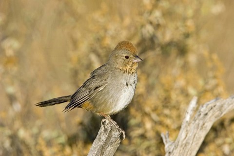 Canyon Towhee Pipilo fuscus Tucson, Arizona, United States 7 June Adult Emberizidae
