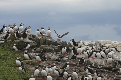 Atlantic Puffin (Fratercula arctica), Farne Islands, United Kingdom